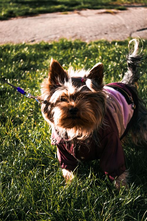 Free Charming Yorkshire Terrier in a cute outfit walks on green grass with leash, enjoying the sunshine. Stock Photo