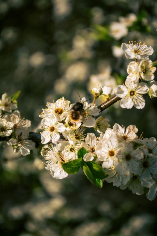 Free A close-up of a bee pollinating white blossoms on a sunny spring day. Stock Photo