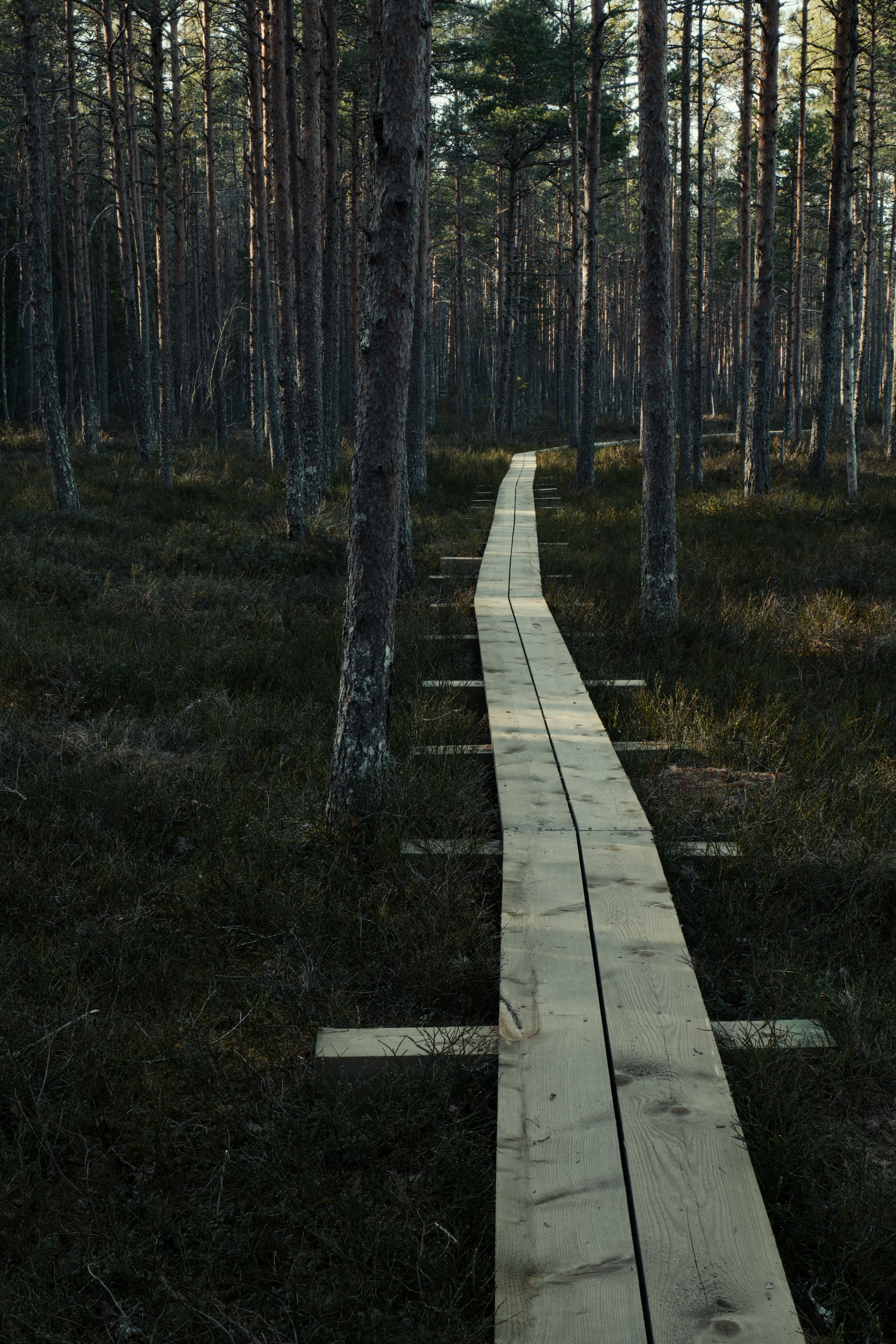 Peaceful wooden boardwalk winding through a tranquil forest landscape.