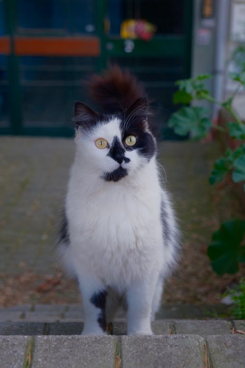 Free Charming black and white cat standing outdoors. Perfect for animal lovers. Stock Photo