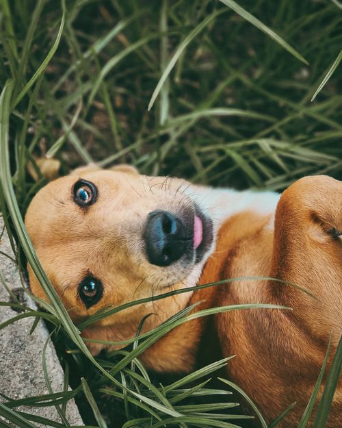 Free Close-up of a cute dog lying playfully on grass, showing a curious expression. Stock Photo