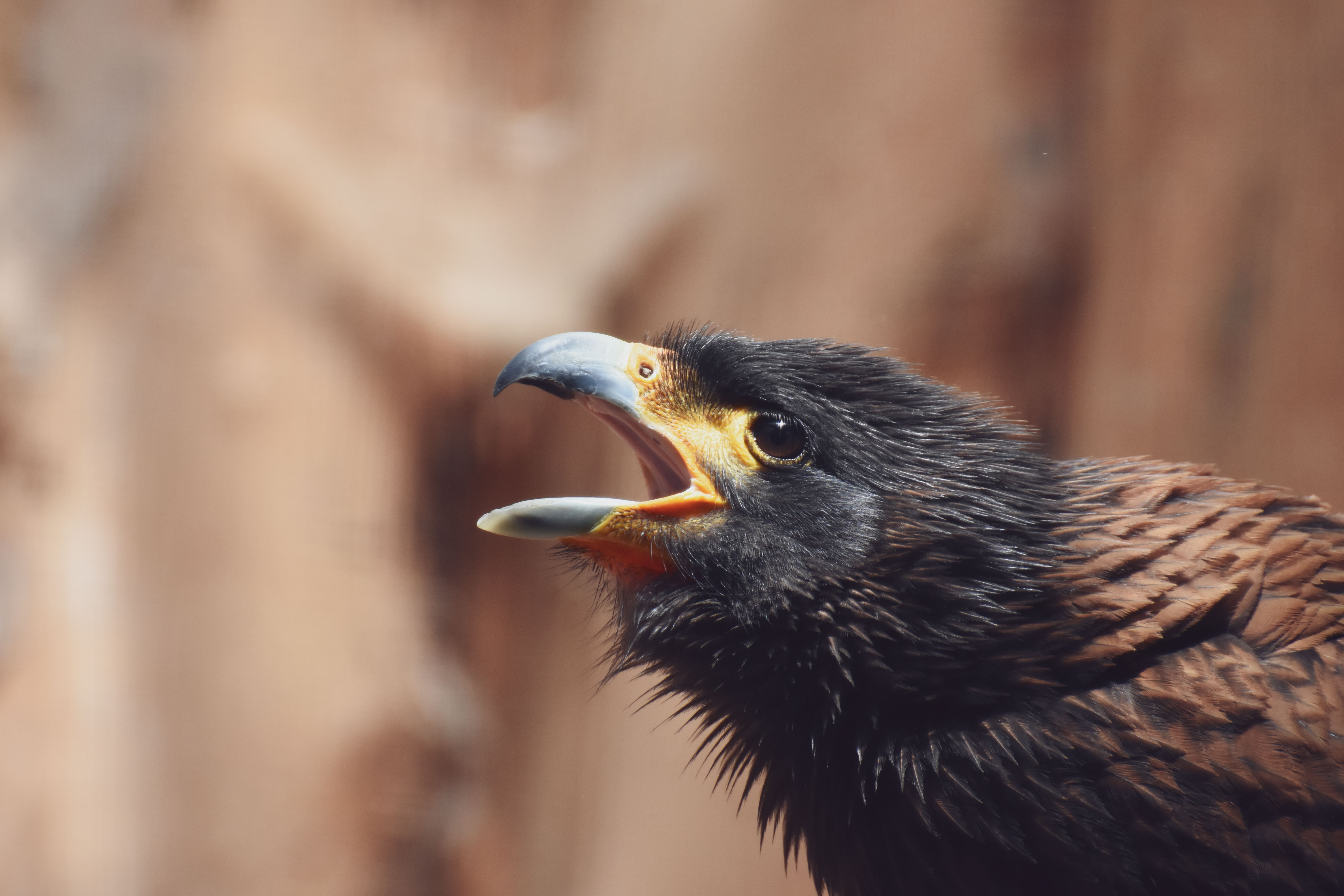 Close-up Portrait of a Raptorial Bird in Nature · Free Stock Photo