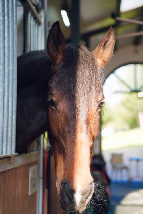 Free A brown horse peering out from its stable, captured indoors with natural lighting. Stock Photo