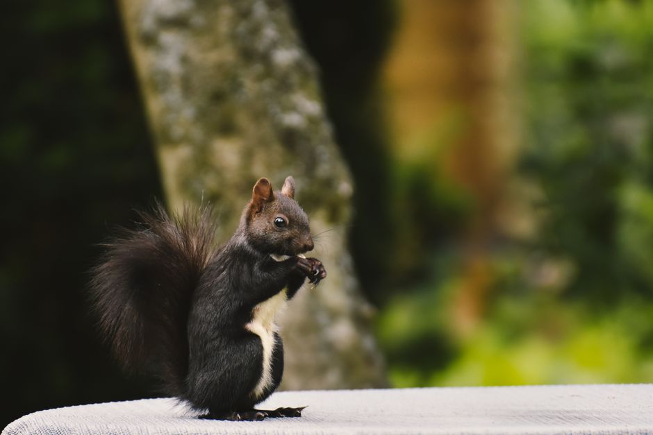 Cute squirrel eating with tree backdrop, perfect for wildlife and nature photography enthusiasts.