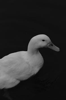 Elegant black and white photo of a white duck swimming gracefully.