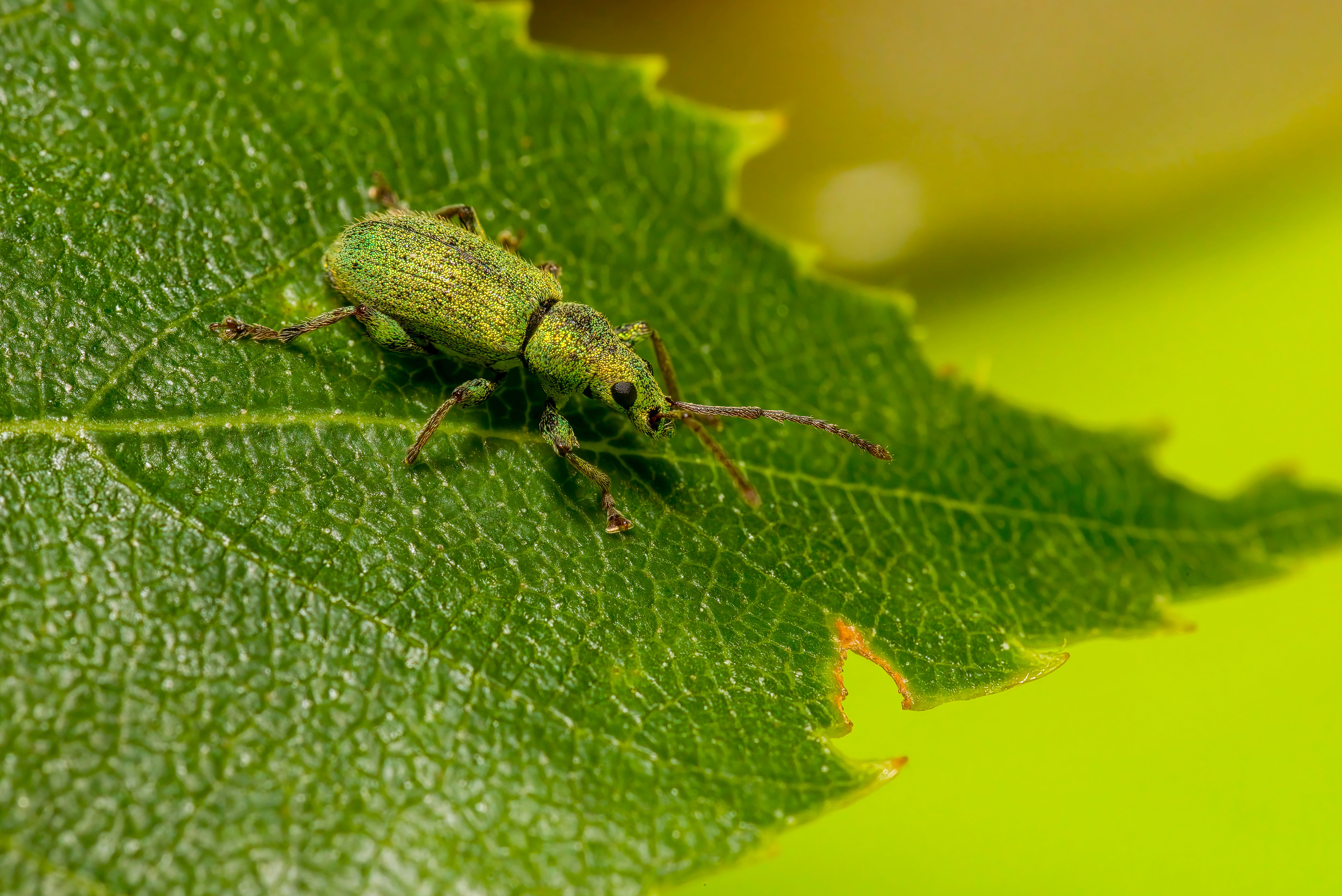 Struggling with garden pests? Here’s how to get rid of them, according to gardening experts — Photo by Erik Karits on Pexels