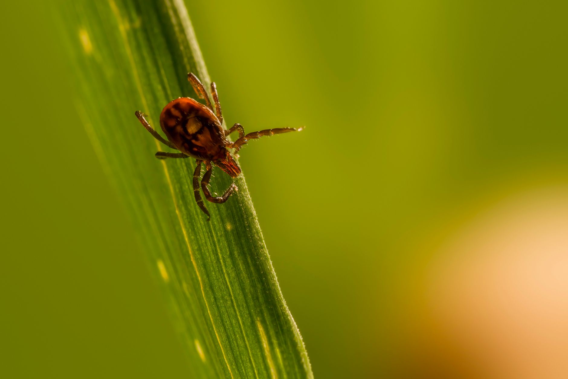 Close-up of a dangerous Ixodes ricinus tick on a green leaf in summer sunlight.