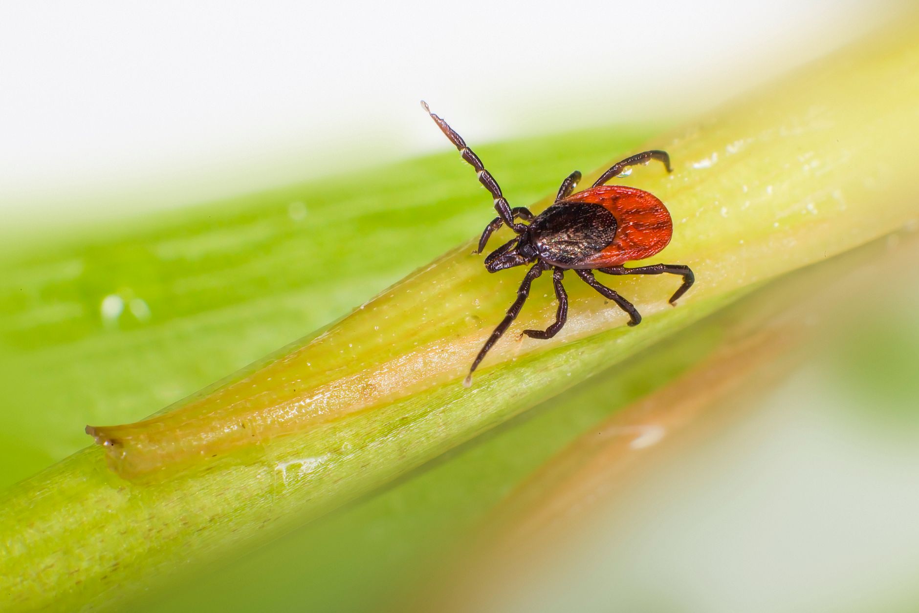 Macro shot of an Ixodes ricinus tick on a green leaf, common vector for Lyme disease.