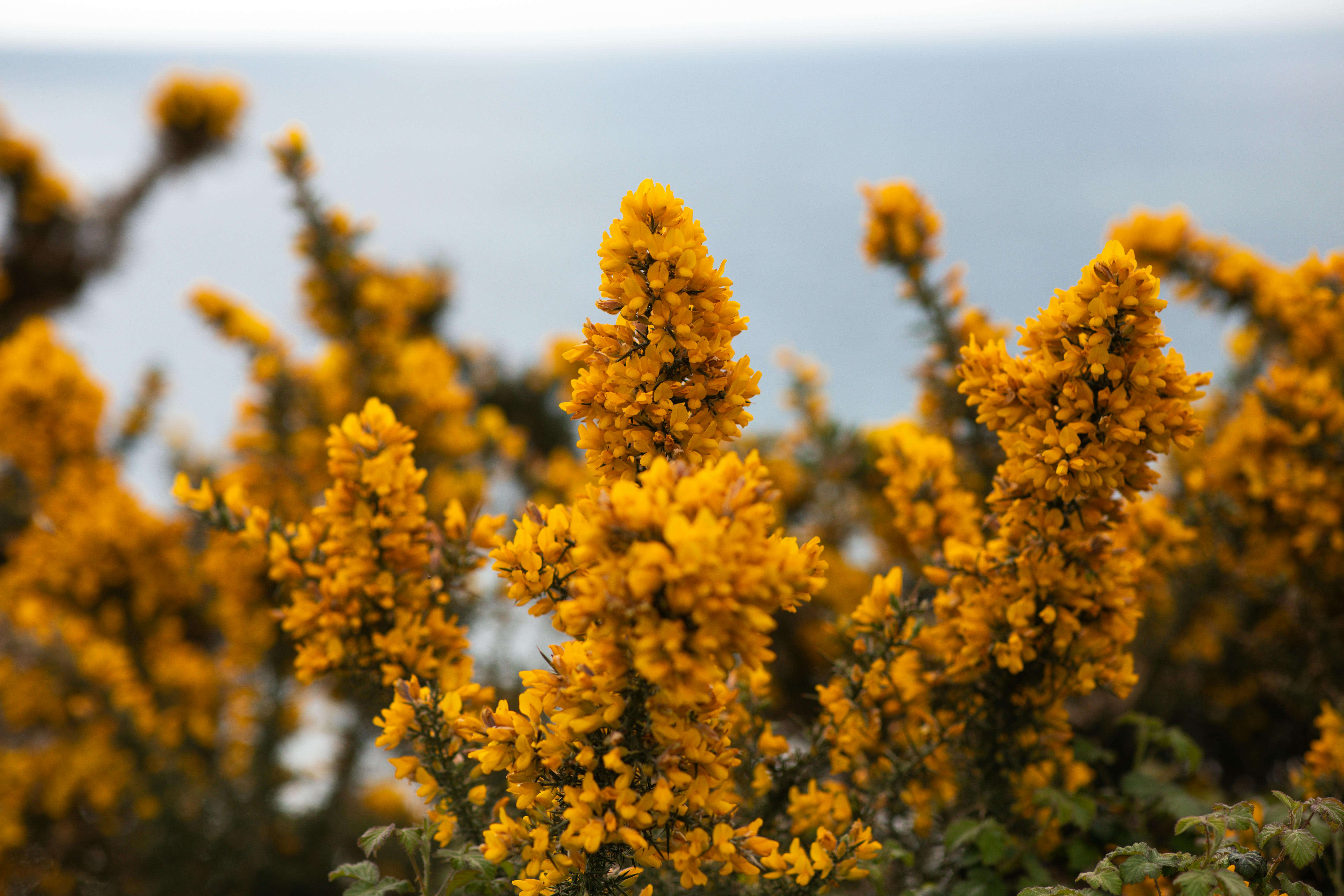 원격 의료의 성장