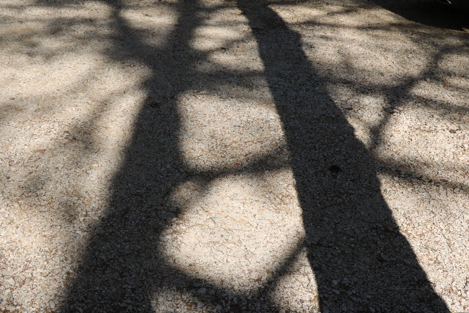 Tree Shadow Photos, Download The BEST Free Tree Shadow Stock Photos ...