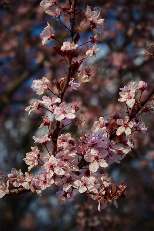 Free Close-up of cherry blossom flowers in vibrant spring bloom against a blue sky. Stock Photo