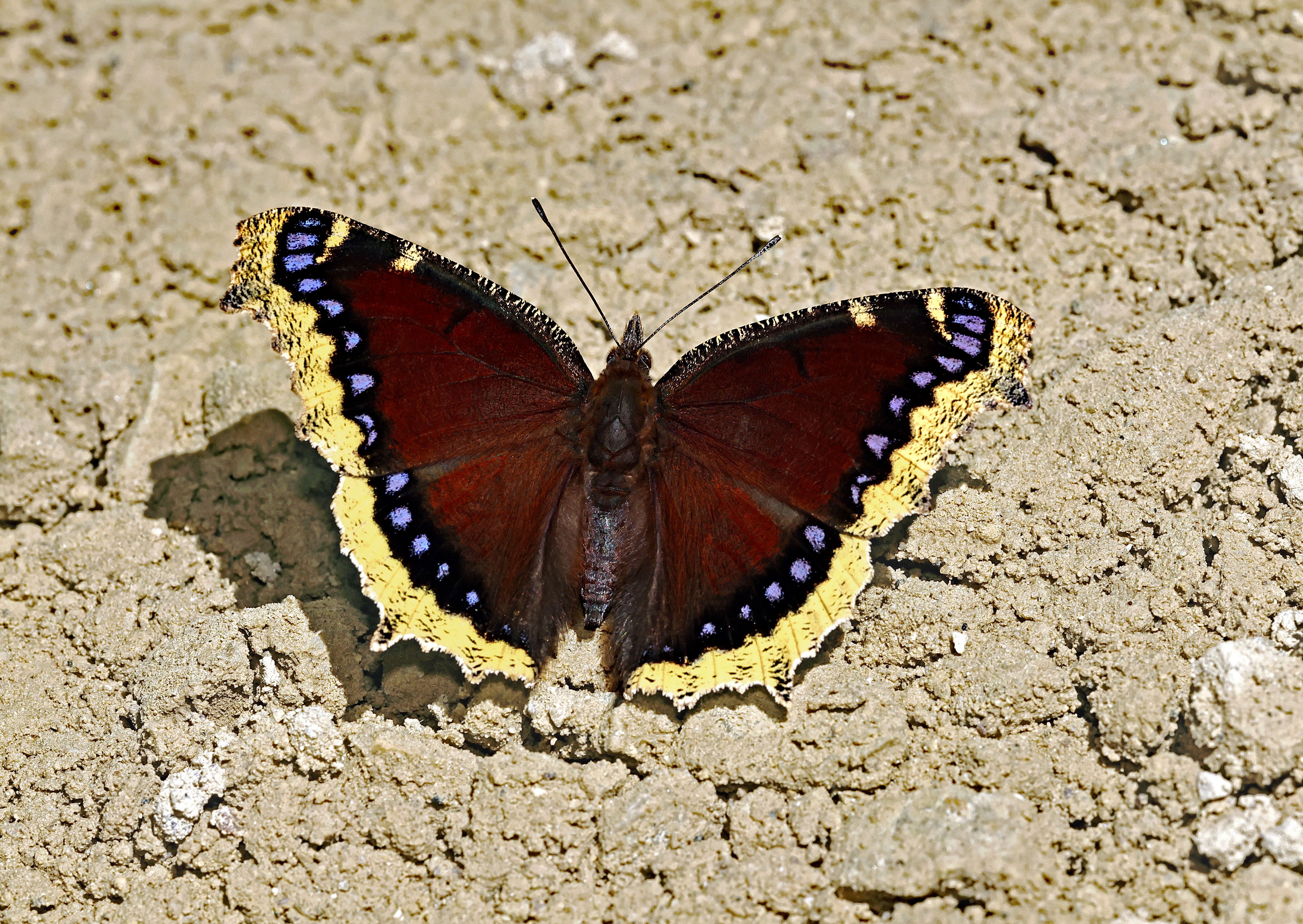 Stunning Mourning Cloak Butterfly on Dry Soil · Free Stock Photo