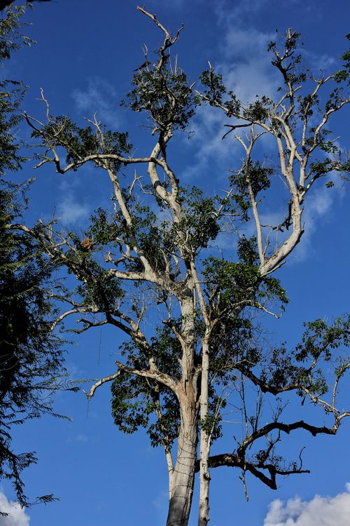 Free A majestic tree stands against a clear blue sky, showcasing nature's beauty. Stock Photo