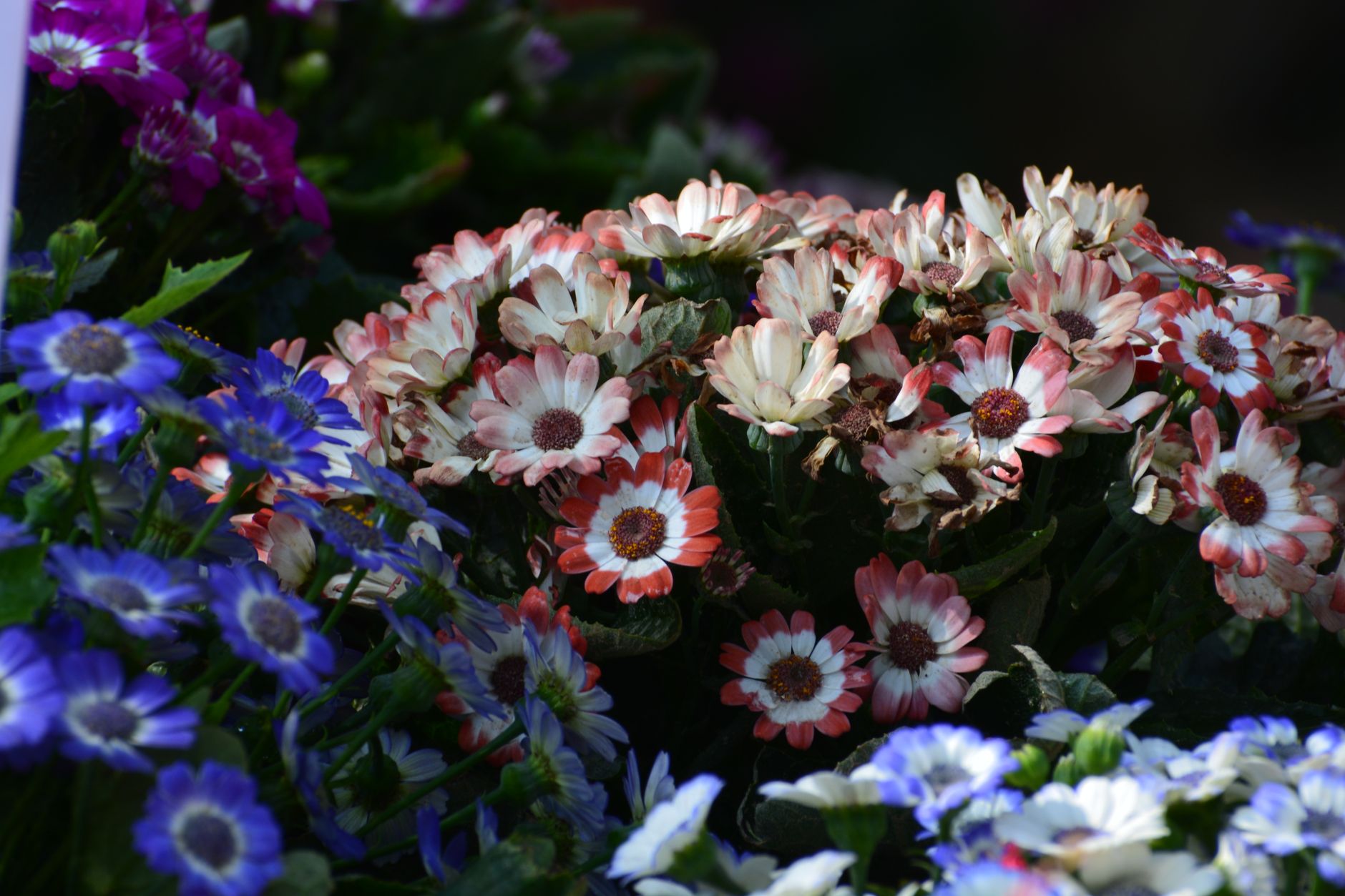 Featured image for the article: New Delhi: NDMC plans over 15,000 flower pots for BRICS routes