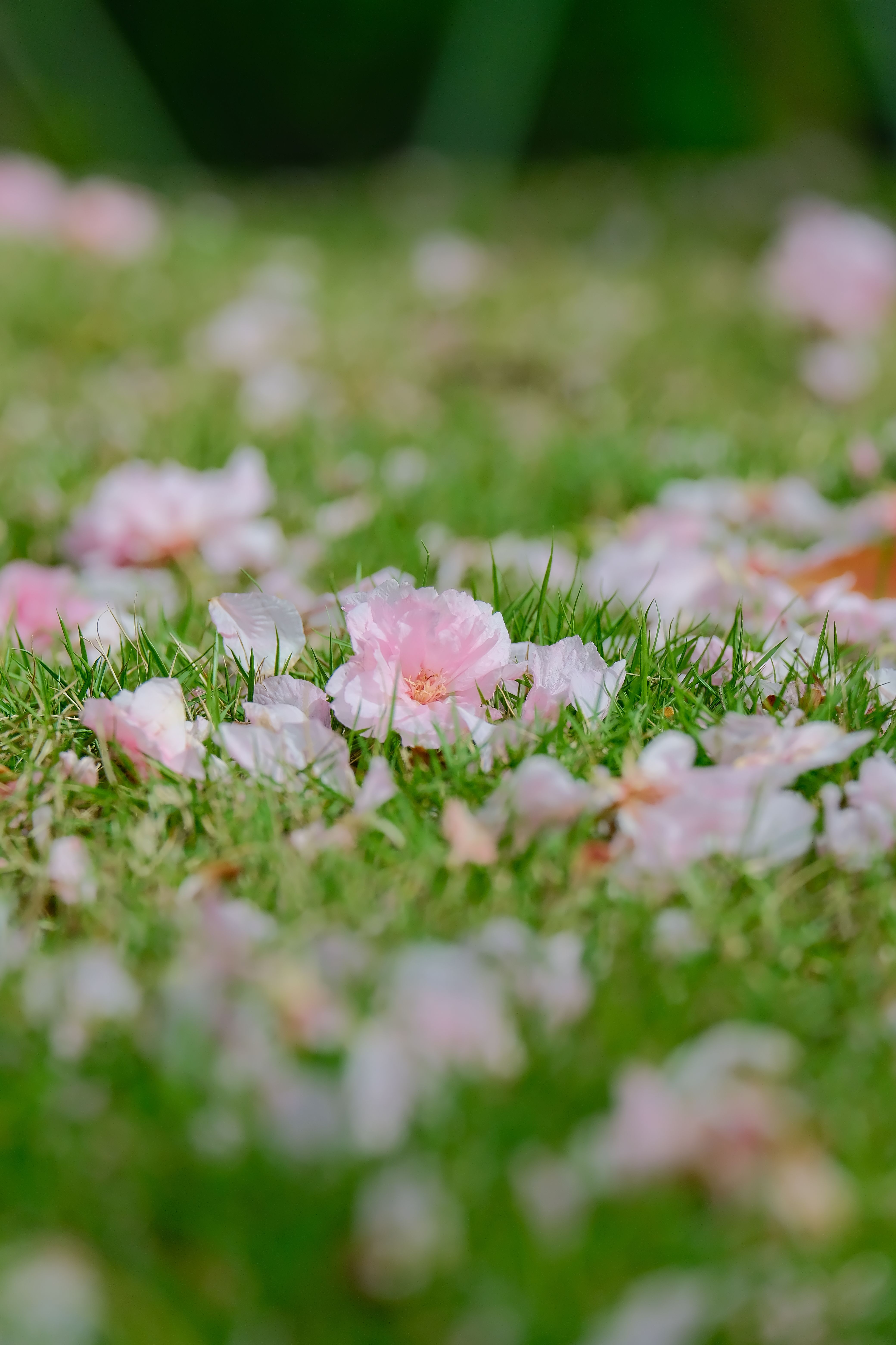 Pink Cherry Blossom Petals on Lush Green Grass · Free Stock Photo