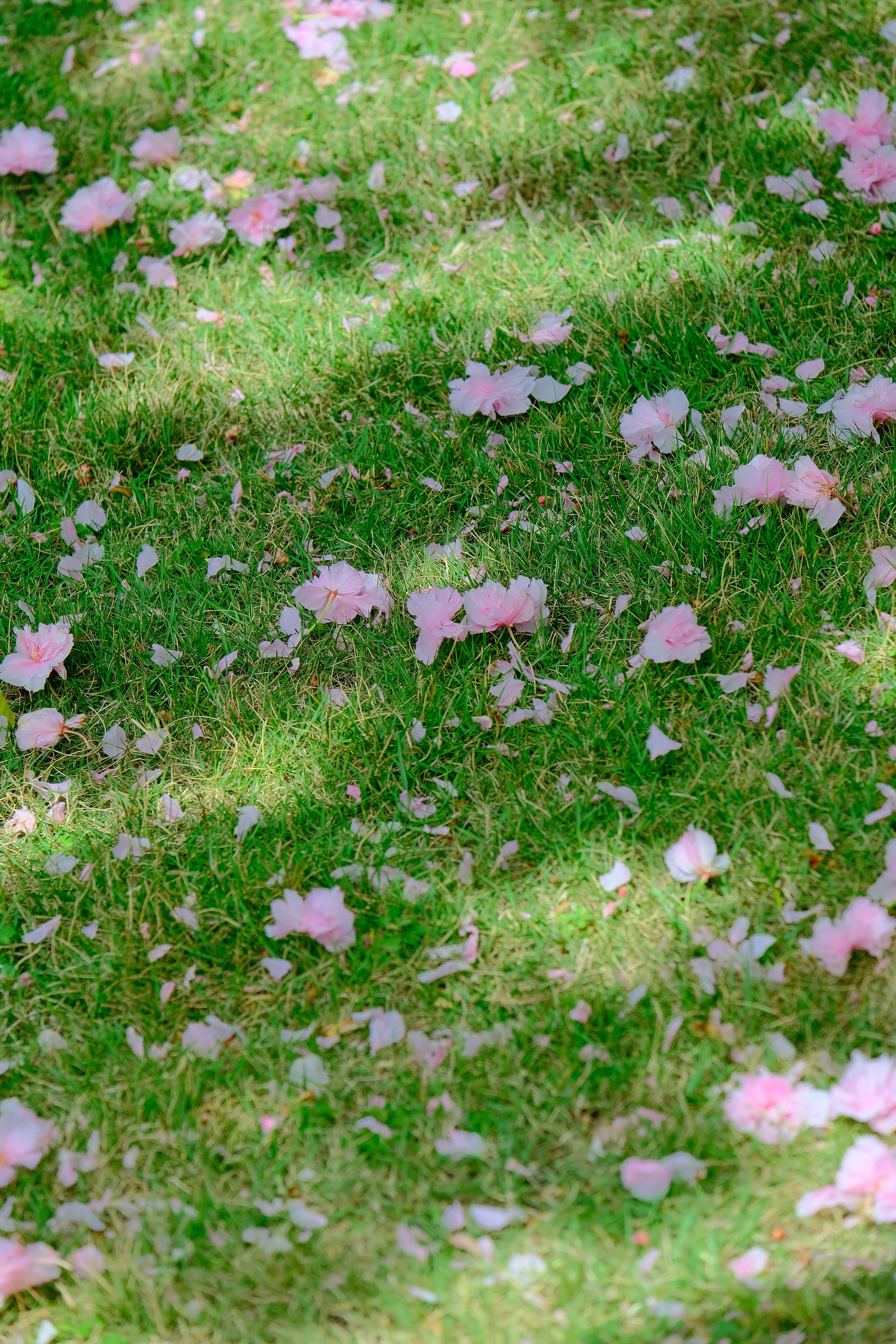 Cherry Blossom Petals on Spring Grass · Free Stock Photo