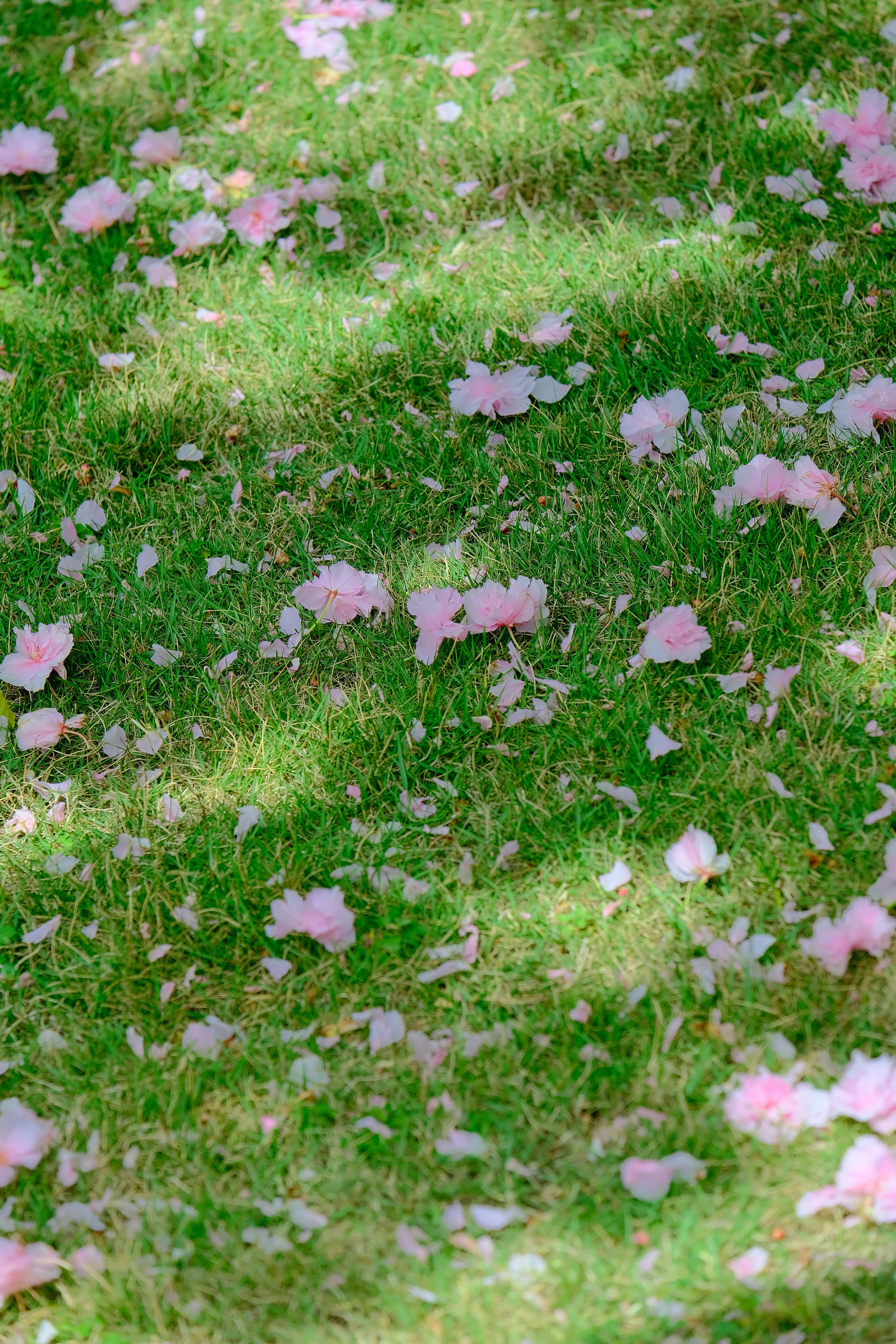 Gratis Petali di ciliegio rosa sparsi sull'erba verde brillante in primavera. Foto a disposizione