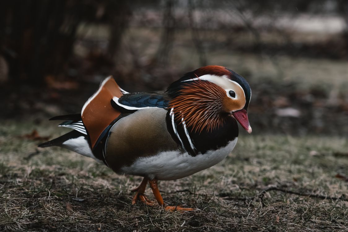 Vibrant Mandarin Duck in Natural Habitat · Free Stock Photo