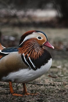 A vibrant Mandarin duck standing on the ground in its natural outdoor environment.