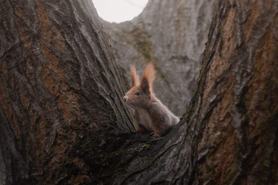A curious squirrel peeks from behind tree bark in a forest setting, embodying nature's alertness.