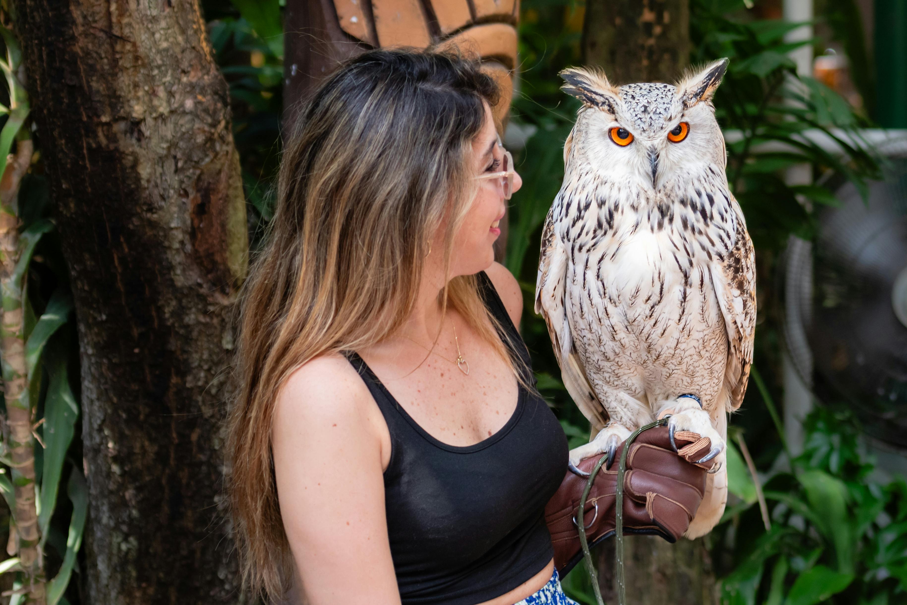Pet Insurance for Falconry Birds UK 2026: Expert Guide