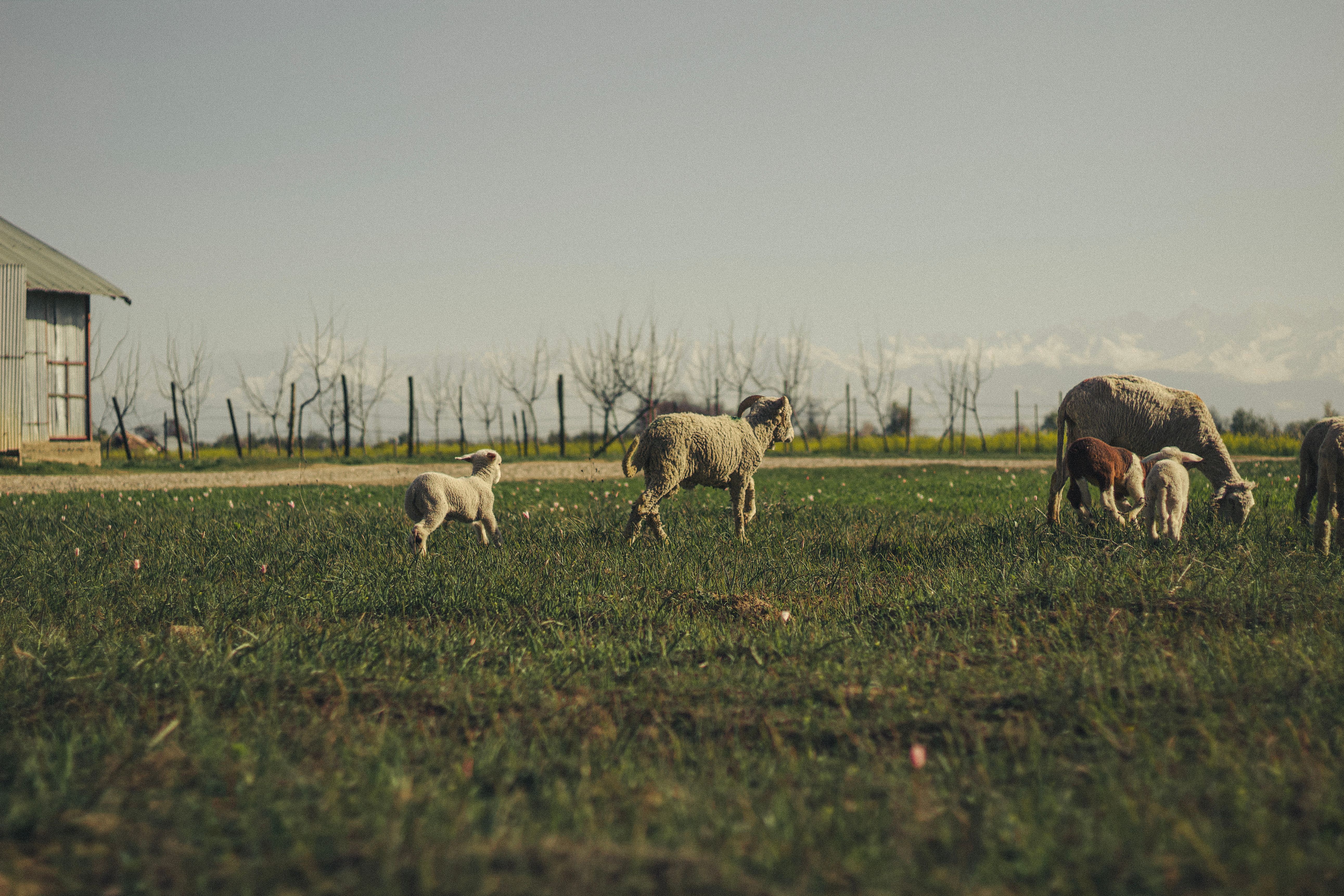Rustic Farm Scene with Sheep Grazing Outdoors · Free Stock Photo