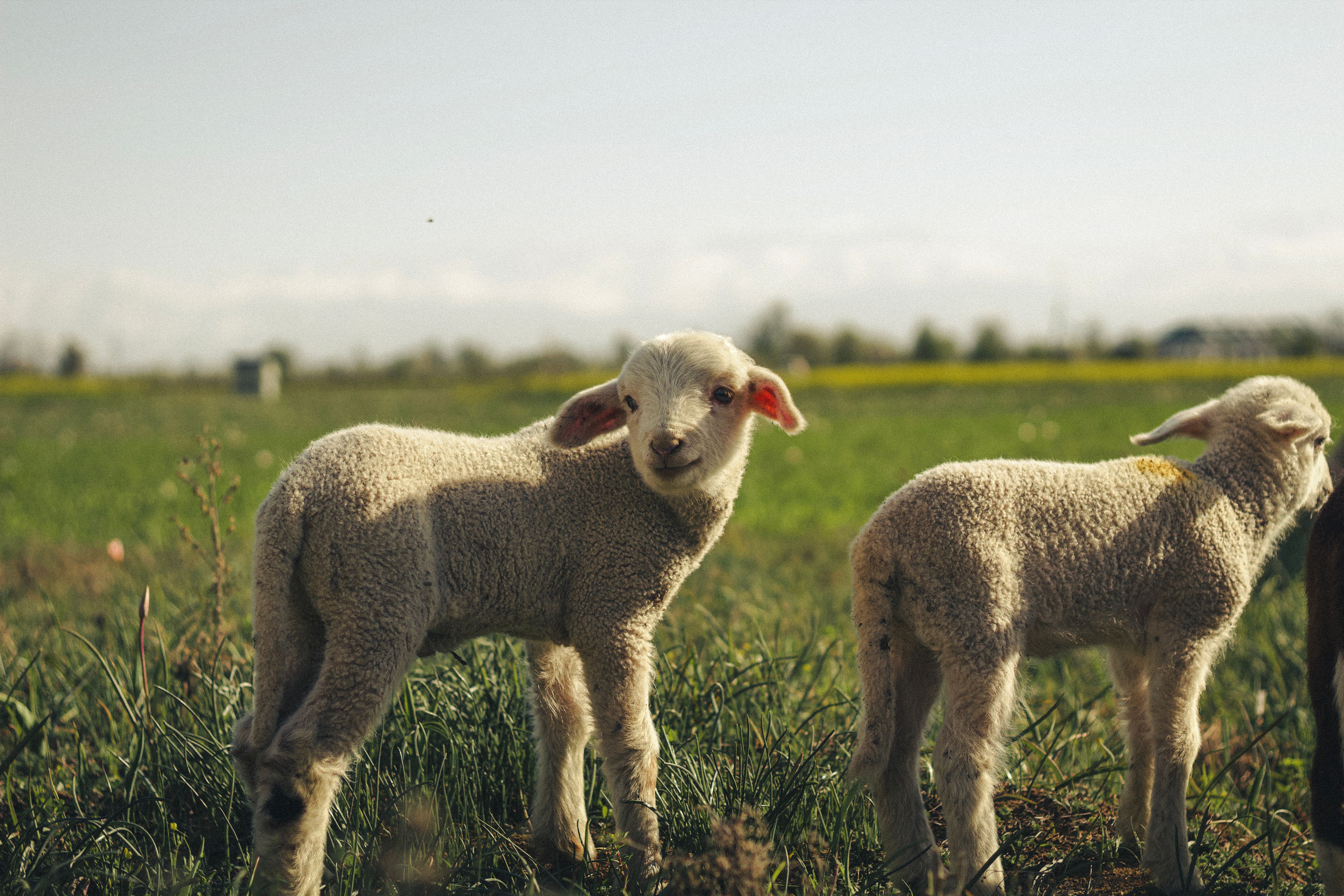 Two adorable lambs standing in a green field under bright sunlight, surrounded by nature.