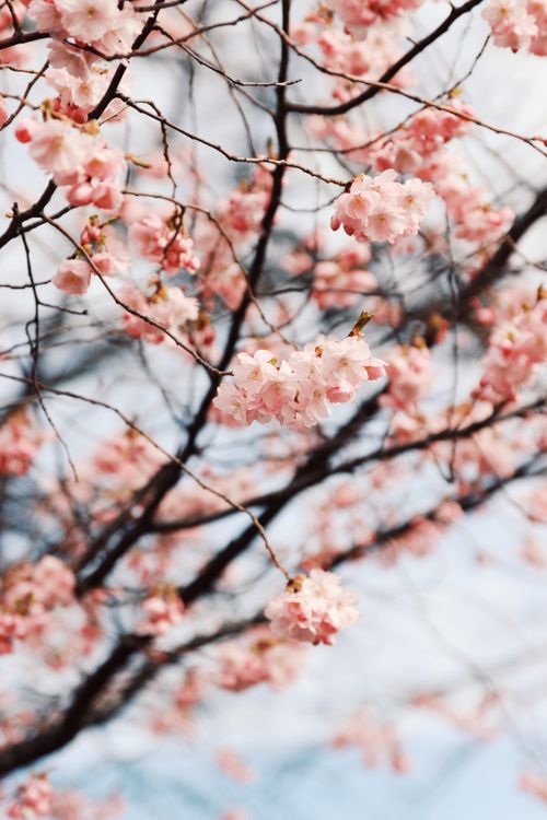 Free Beautiful cherry blossoms in full bloom during springtime in Huskvarna, Sweden. Stock Photo