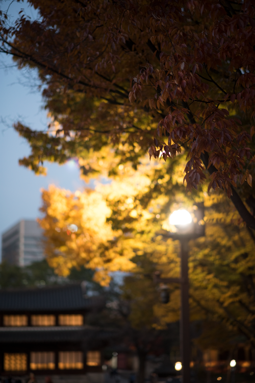 Free stock photo of autumn, autumn color, autumn colors Stock Photo