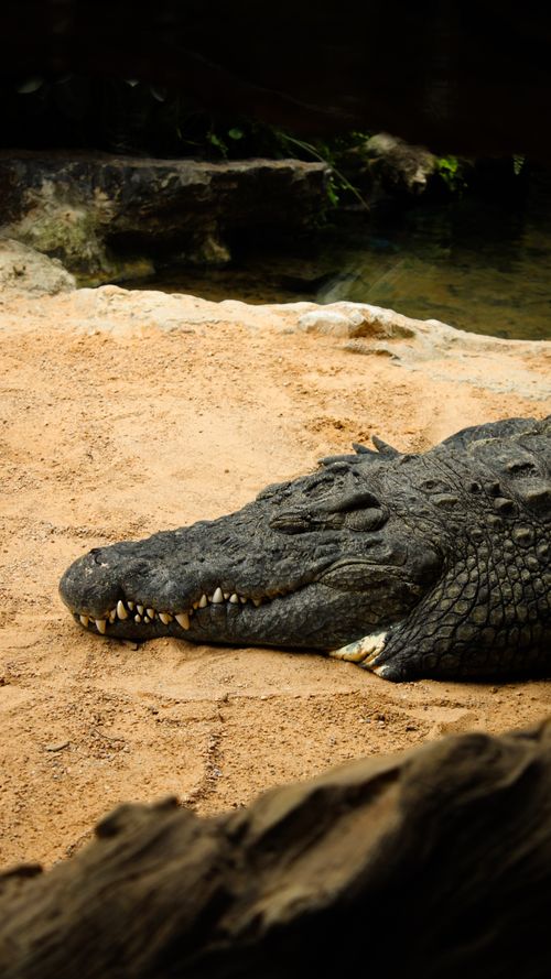 Free Close-up of a crocodile resting on sandy terrain, showcasing its rugged texture. Stock Photo