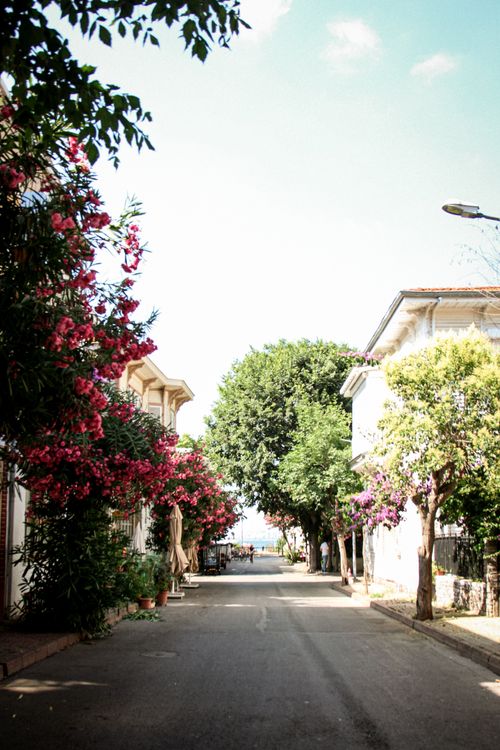 Free A picturesque street lined with blooming bougainvillea and trees under a clear blue sky. Stock Photo