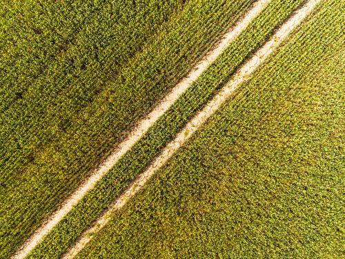 Free Stunning aerial view of a lush cornfield with intersecting pathways, showcasing agricultural beauty. Stock Photo