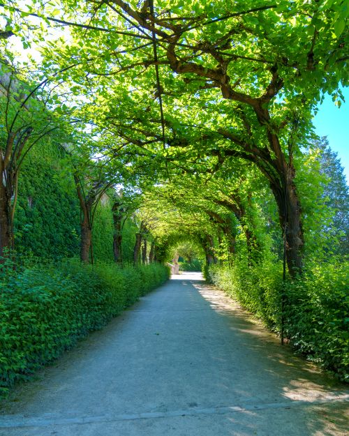 Free A tranquil pathway shaded by lush green trees, offering a peaceful retreat in nature. Stock Photo
