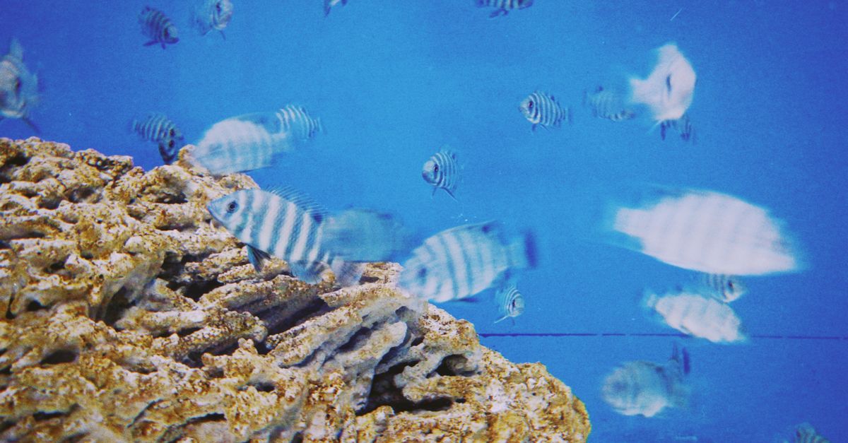 Zebrafish Research May Shed Light on Mental Health Conditions, Xinhua Reports