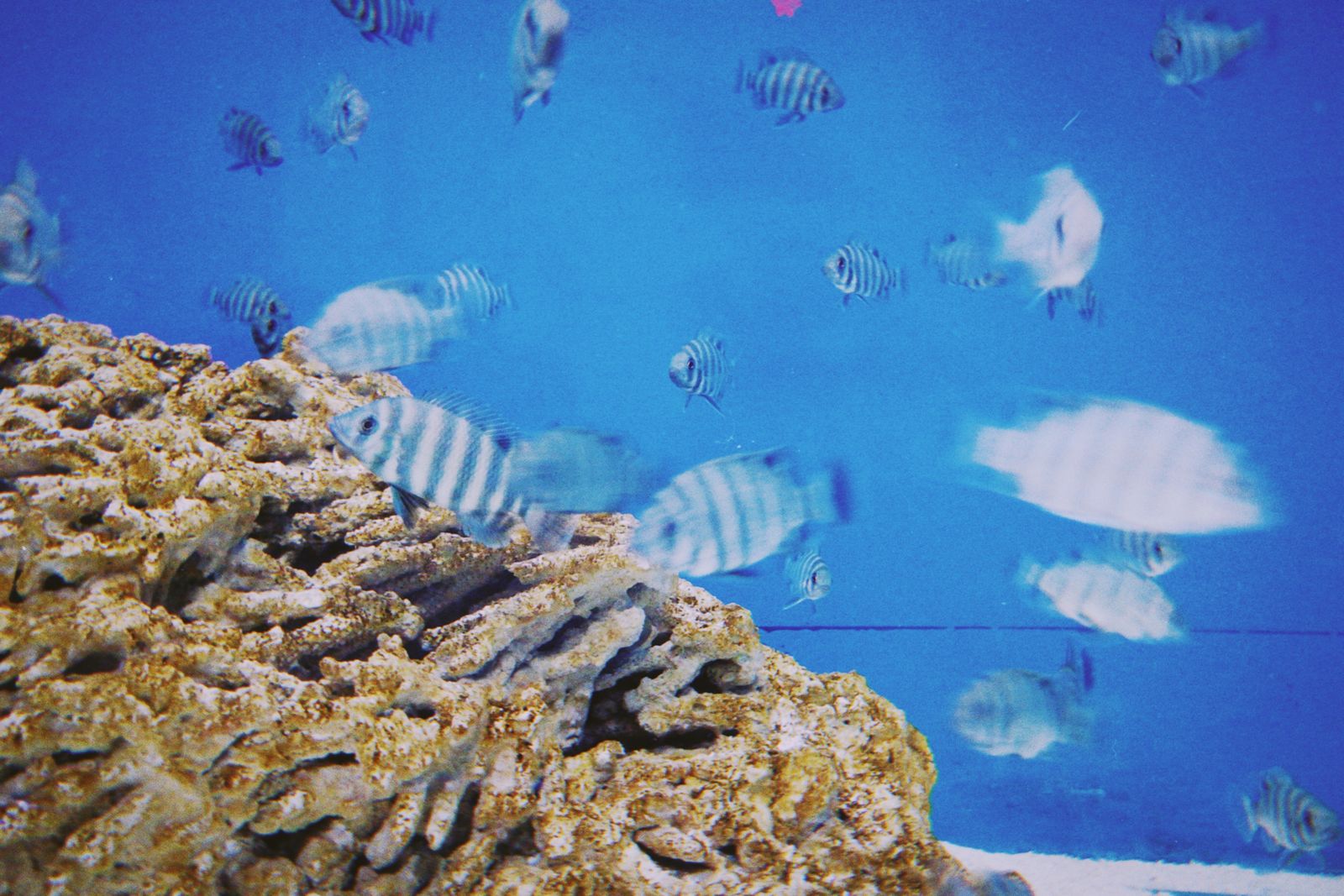 Aquarium Background Photos, Download The BEST Free Aquarium Background