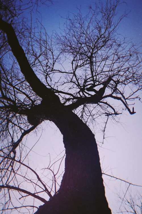 Free A striking silhouette of a leafless tree set against the twilight sky, capturing the essence of nature's beauty and starkness. Stock Photo