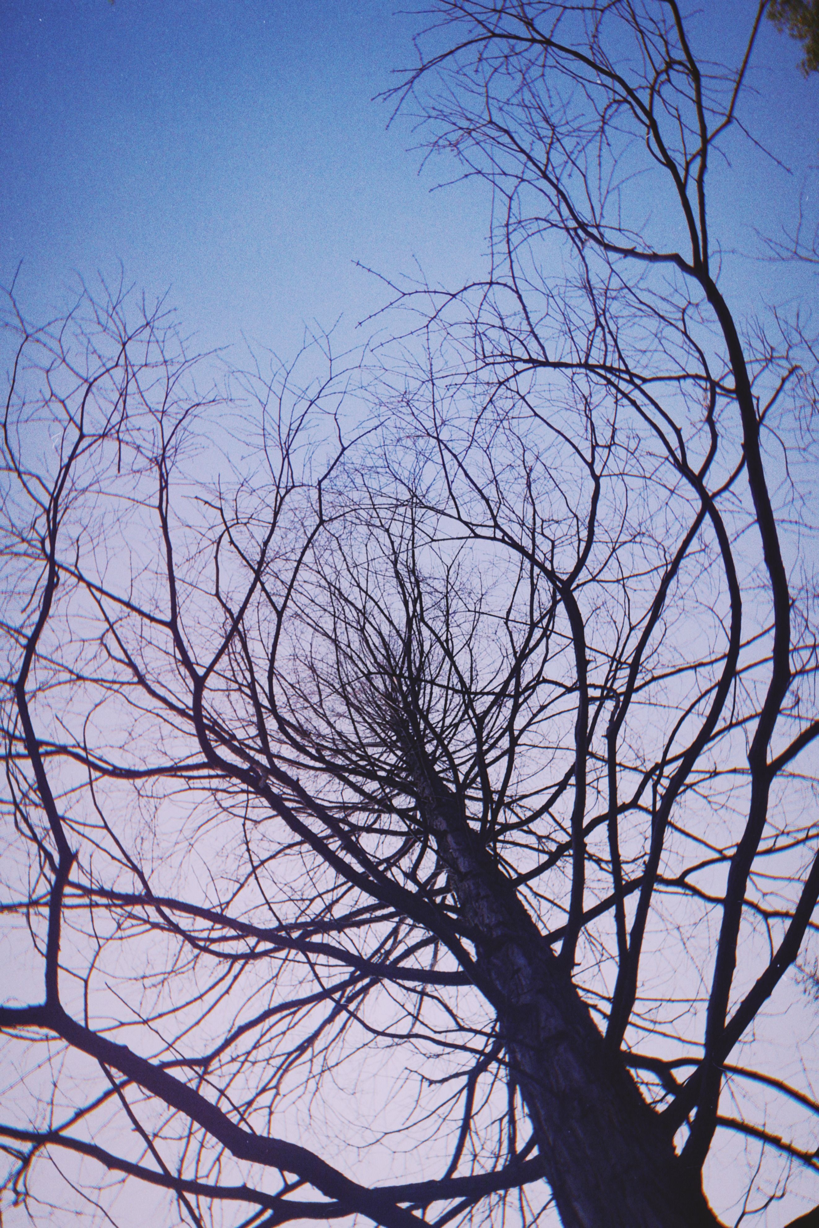 Captivating view of a leafless tree silhouette under a serene twilight sky in China.