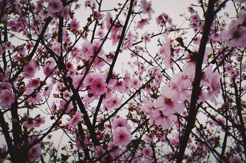 Free Beautiful cherry blossoms in full bloom against a clear sky in China. Stock Photo