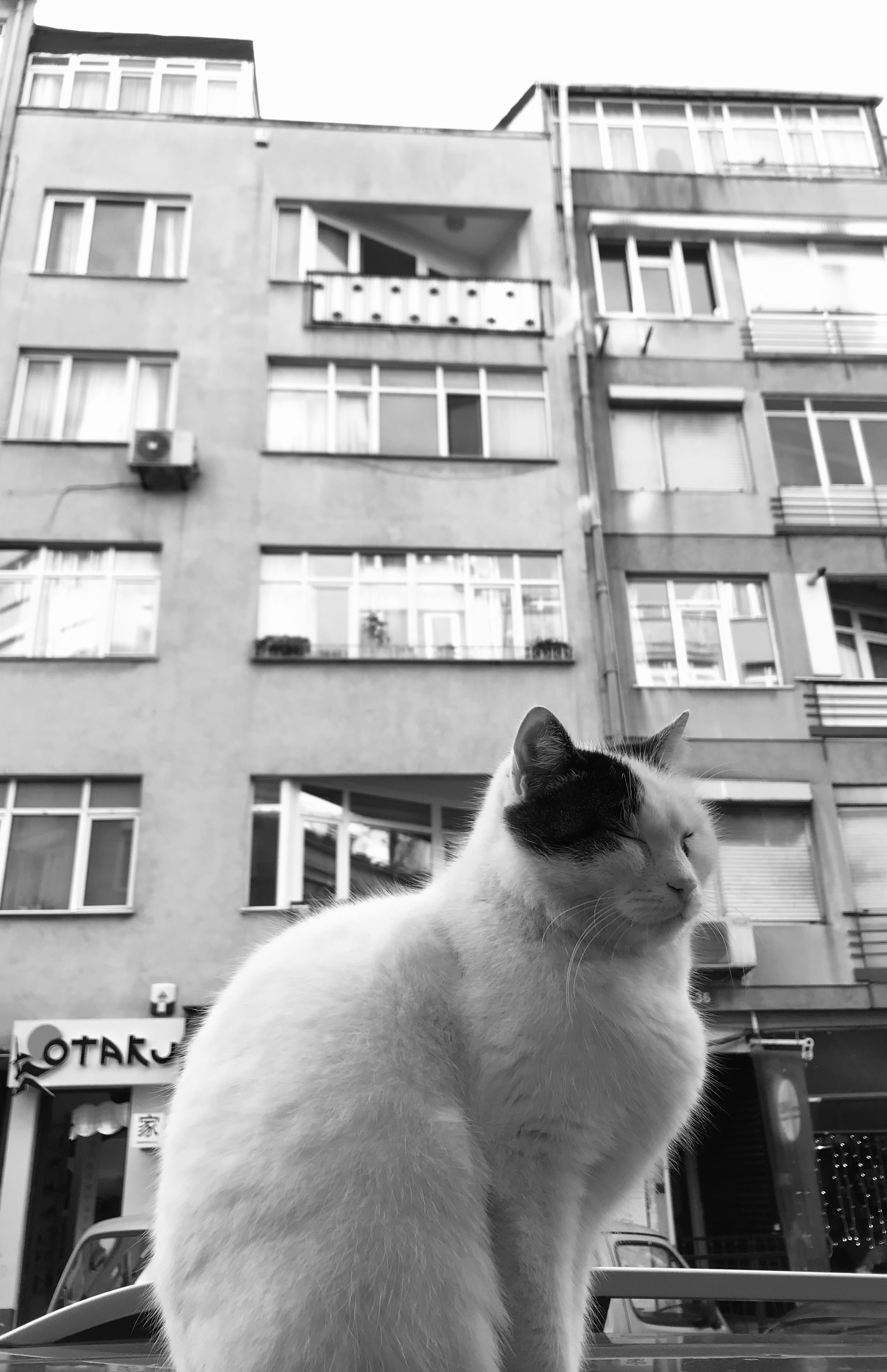 A stray cat sitting peacefully on a street in İstanbul, Türkiye.