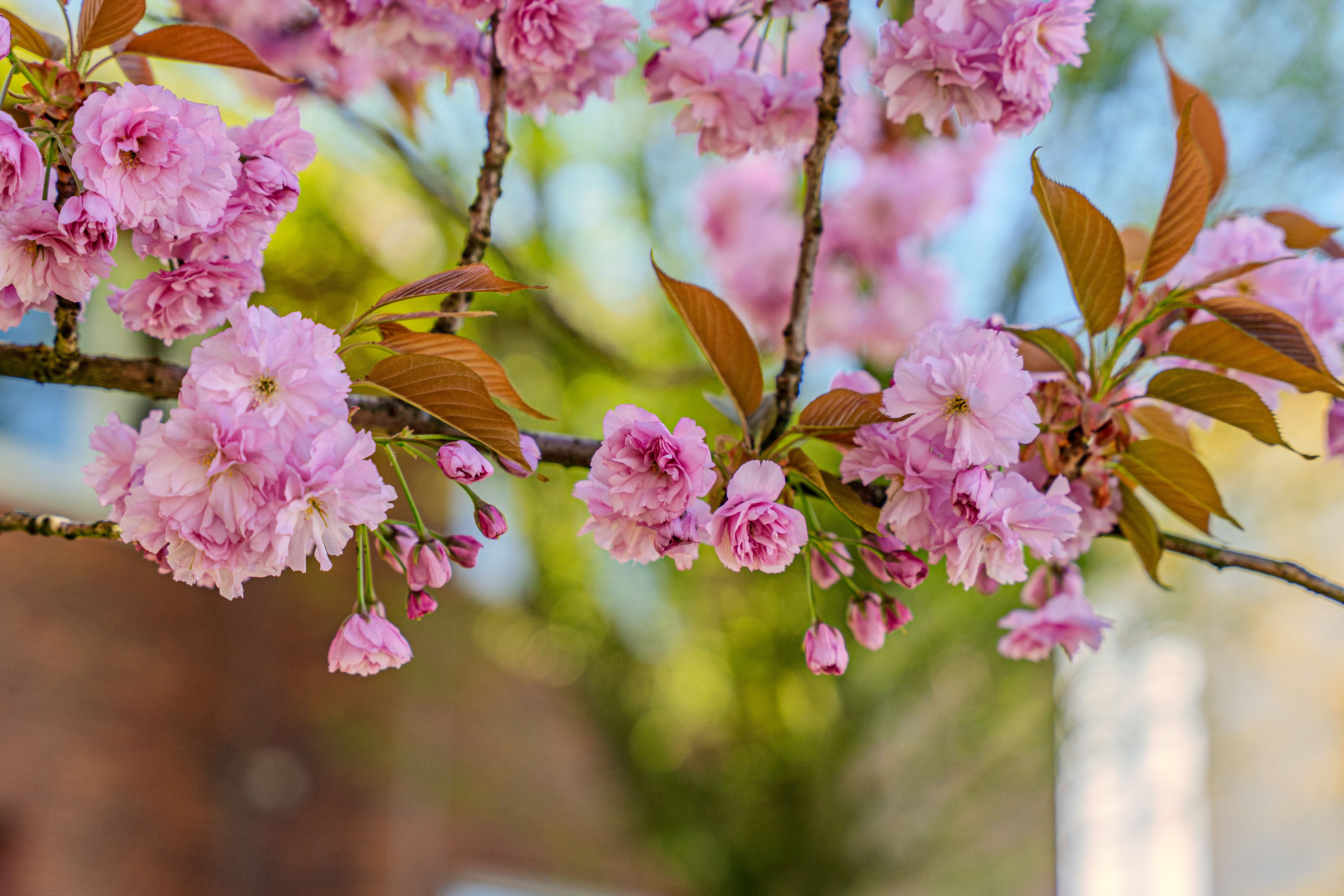 Pink Cherry Blossom Branch in Spring · Free Stock Photo