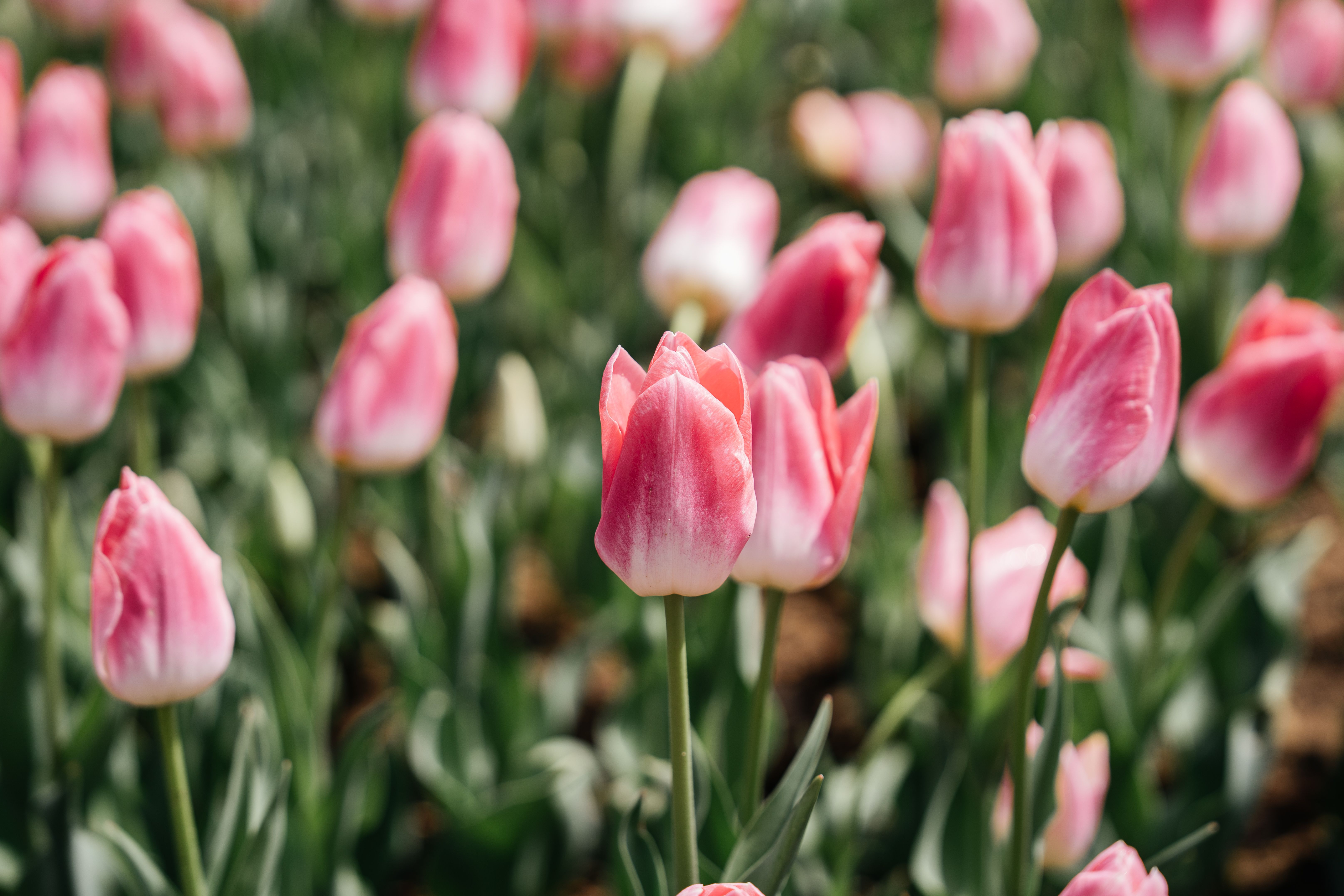 Vibrant Pink Tulip Field in Blooming Spring · Free Stock Photo