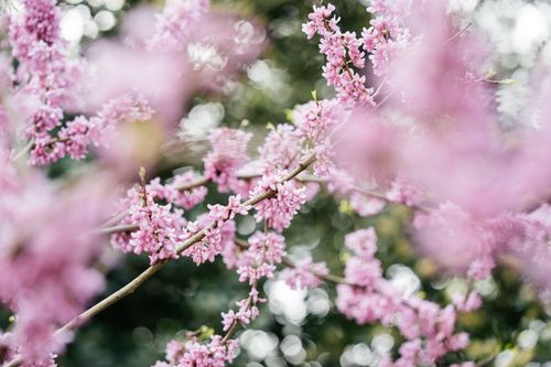 Free A serene shot of pink blossoms on a branch, capturing the essence of spring's beauty and tranquility. Stock Photo