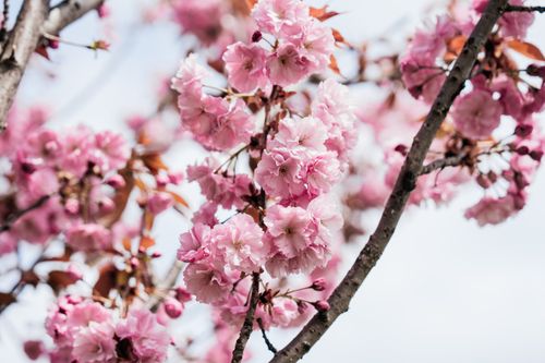 Free Close-up of vibrant pink cherry blossoms on branches, signaling spring. Stock Photo