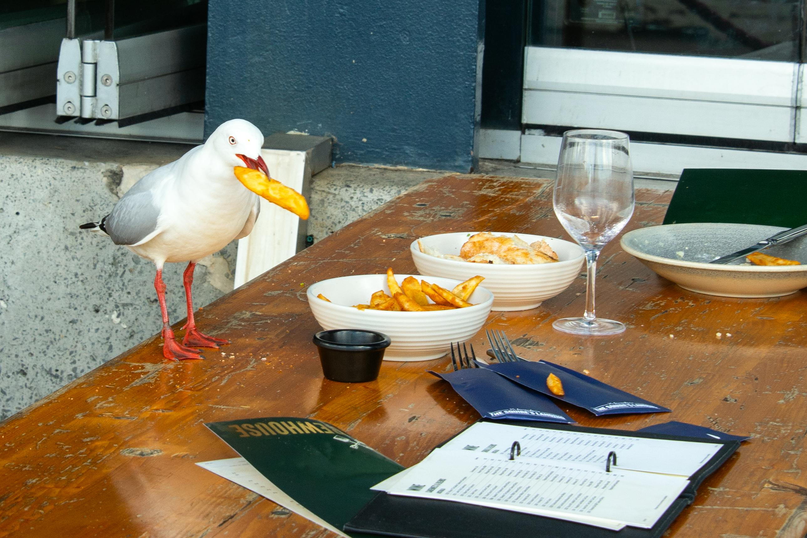 Free A seagull snatches a fry from a table at an outdoor cafe in Sydney, Australia. Stock Photo