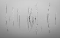 Jerrabomberra Wetlands