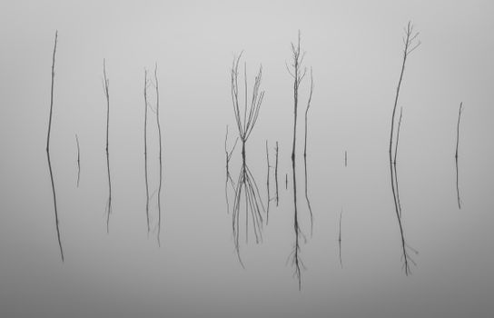 Minimalist image of tree reflections on calm water surface in Canberra, Australia.
