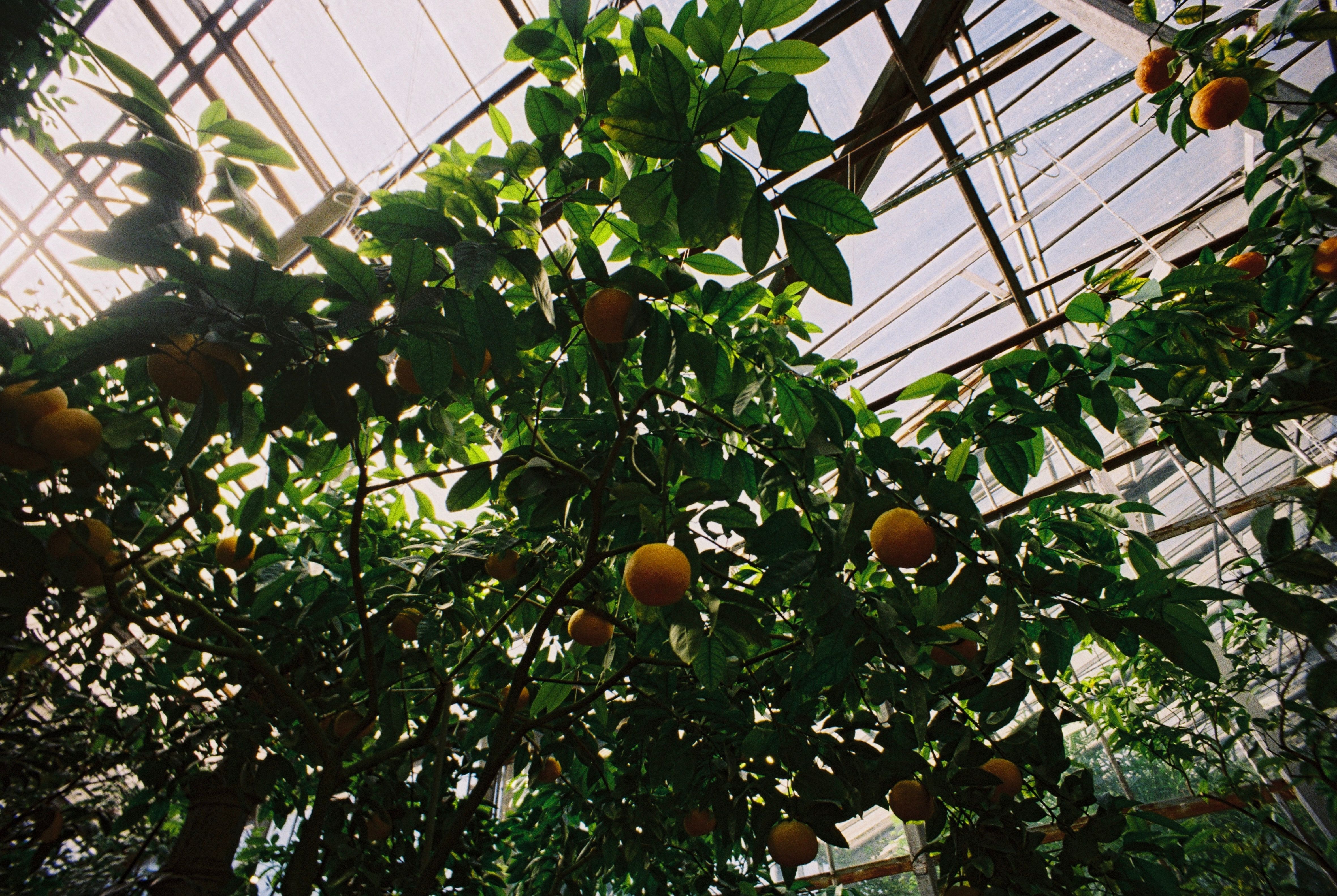McKinney's 62-Acre Community Farm at Gray Branch Park Opens Its Doors This Month