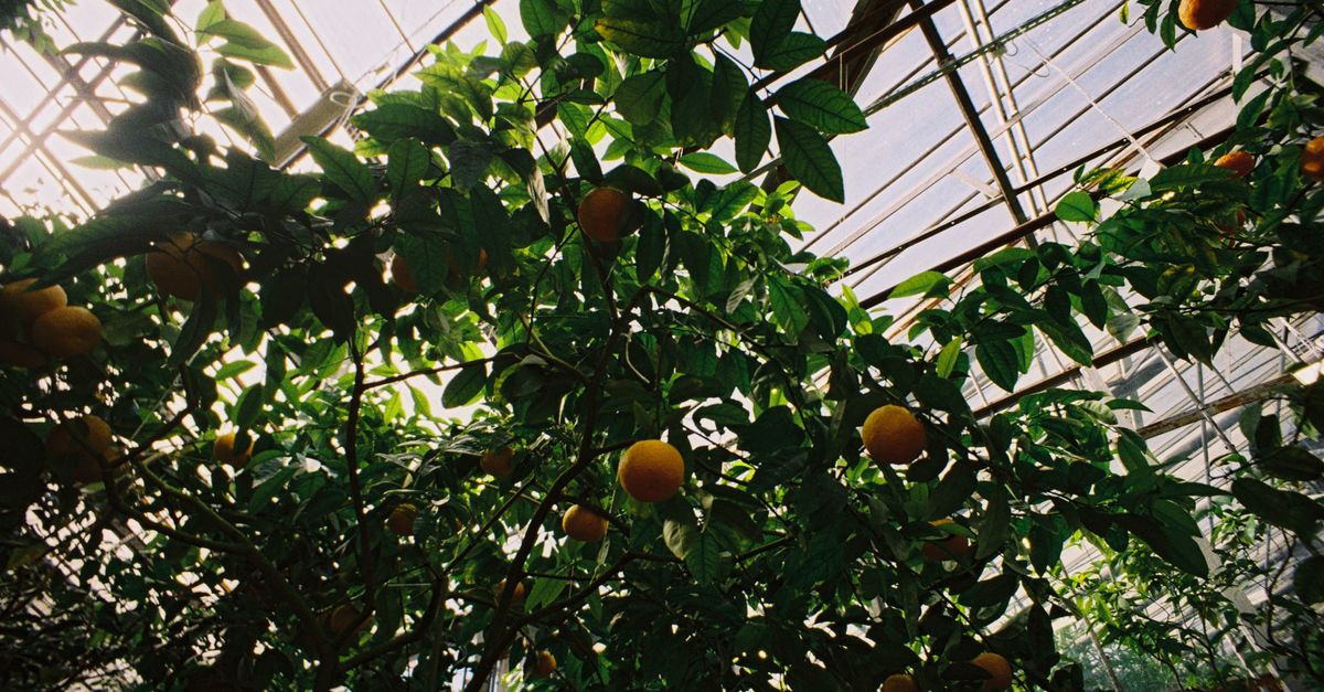 McKinney's 62-Acre Community Farm at Gray Branch Park Opens Its Doors This Month