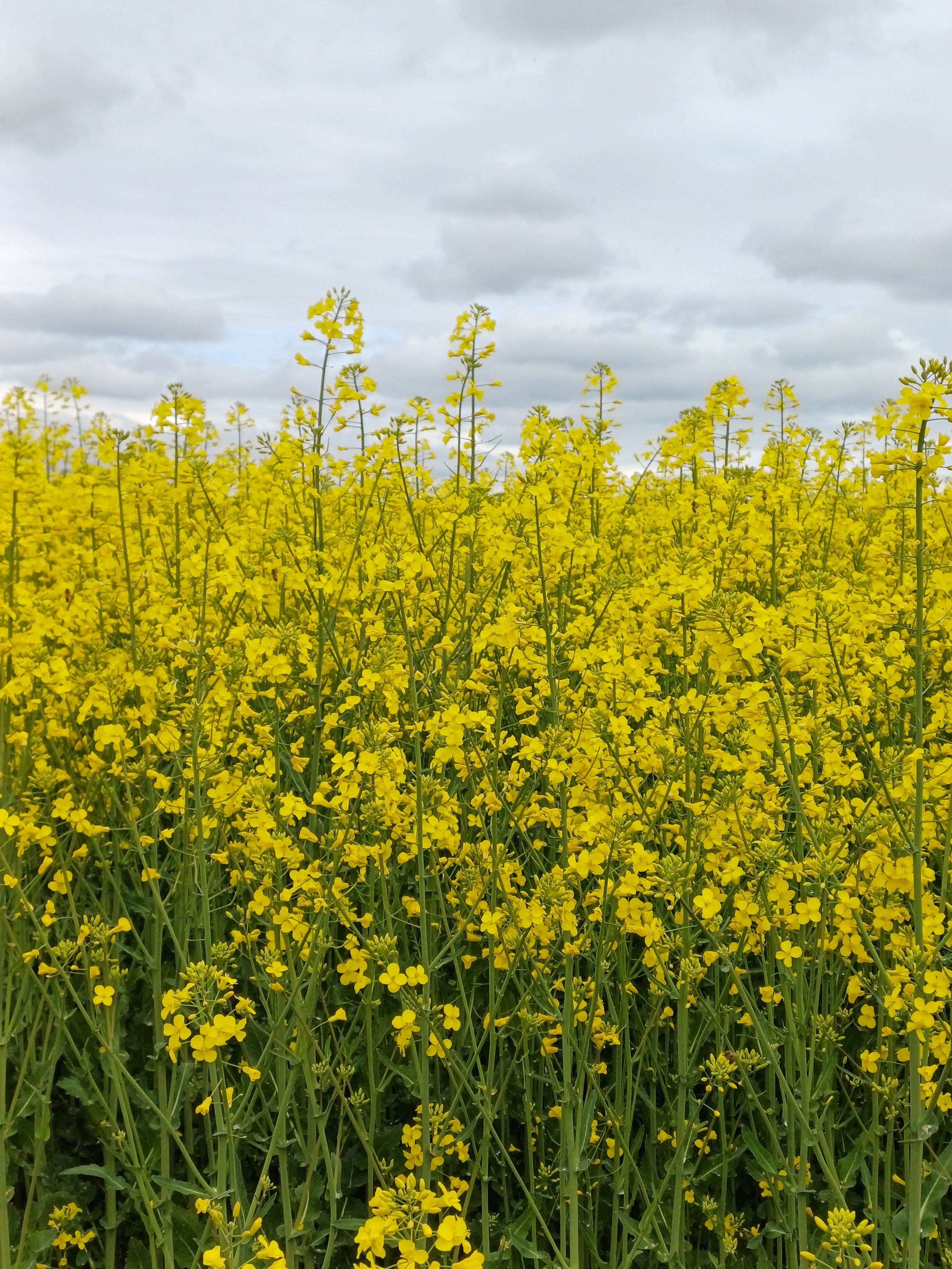 festival bunga canola korea dengan hamparan bunga kuning cerah untuk foto musim semi