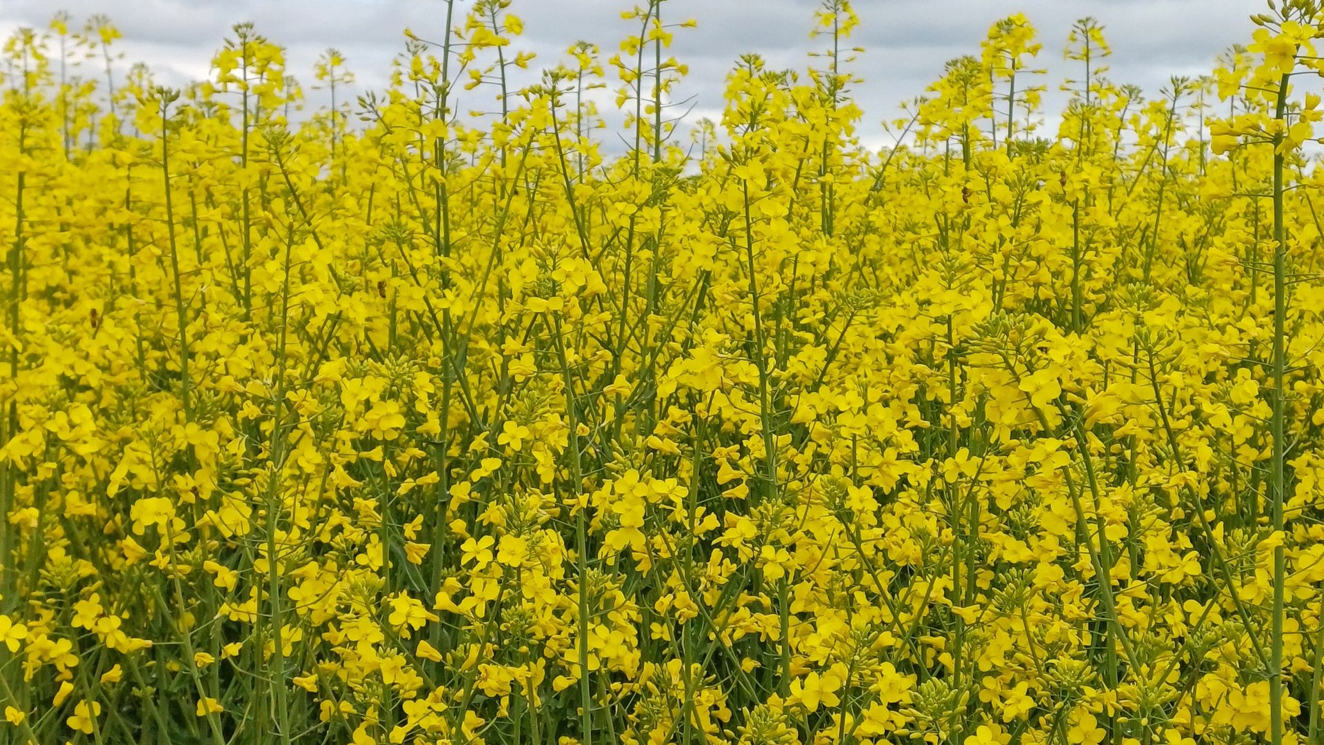 festival bunga canola korea dengan hamparan bunga kuning cerah untuk foto musim semi